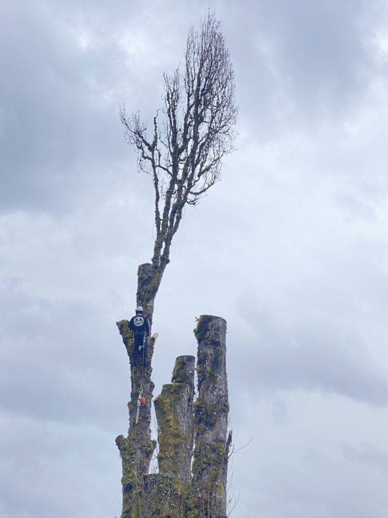 tree cutting near me