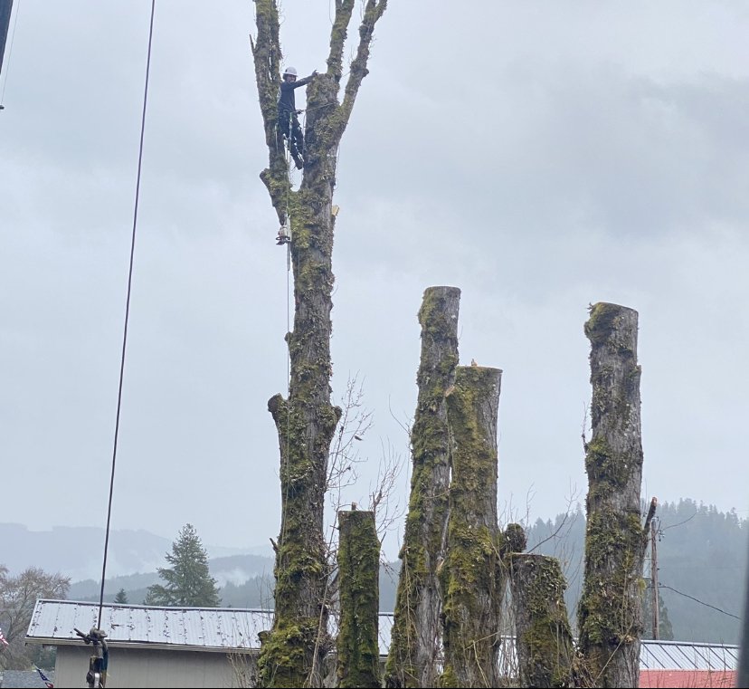 tree removal near me