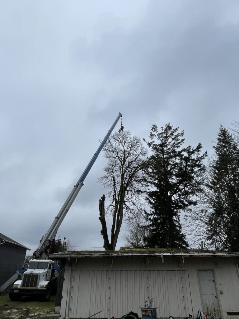 tree removal oregon