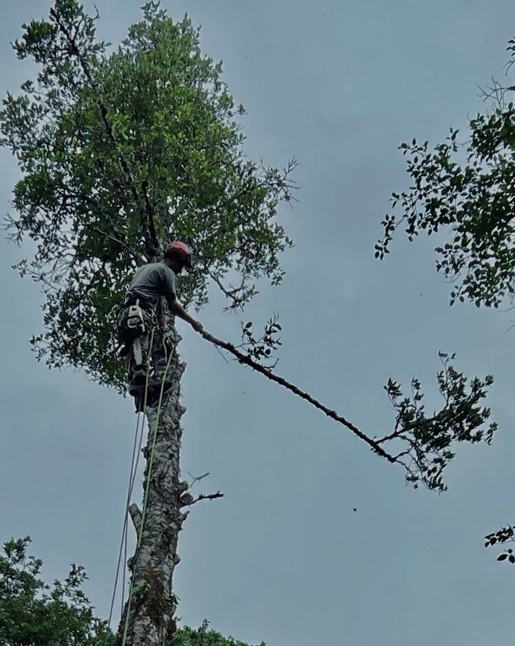 tree removal services