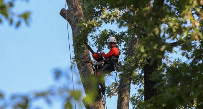 Trimming Trees