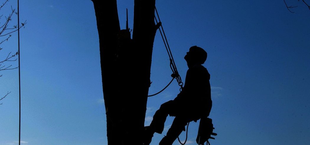 tree care